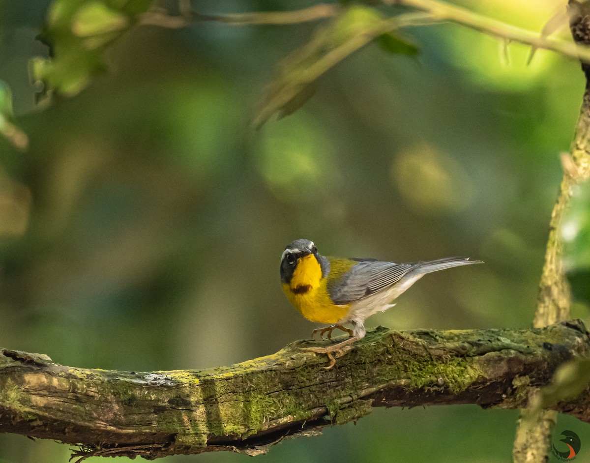 Crescent-chested Warbler - ML619574092
