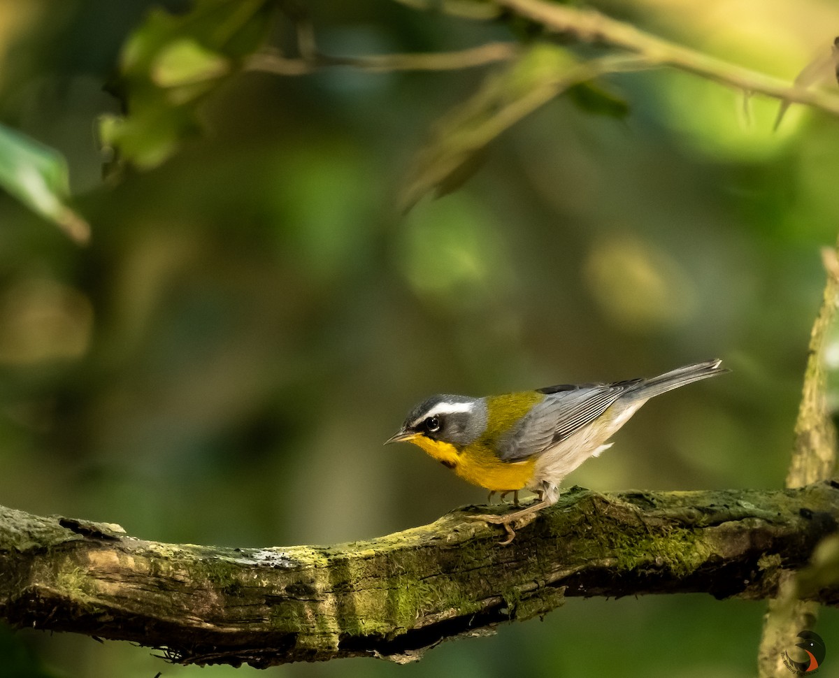 Crescent-chested Warbler - ML619574094