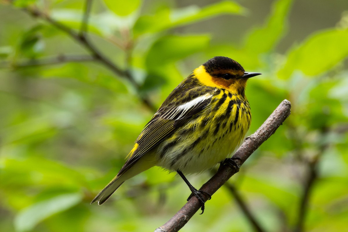 Cape May Warbler - ML619574110