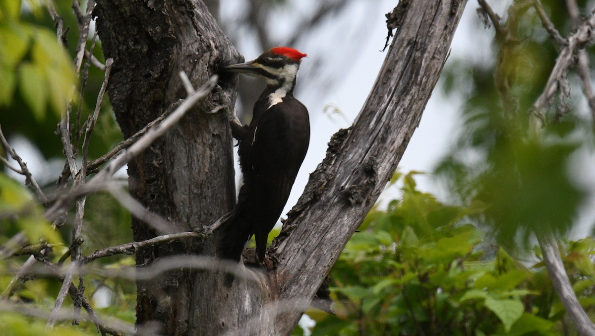 Pileated Woodpecker - ML619574143