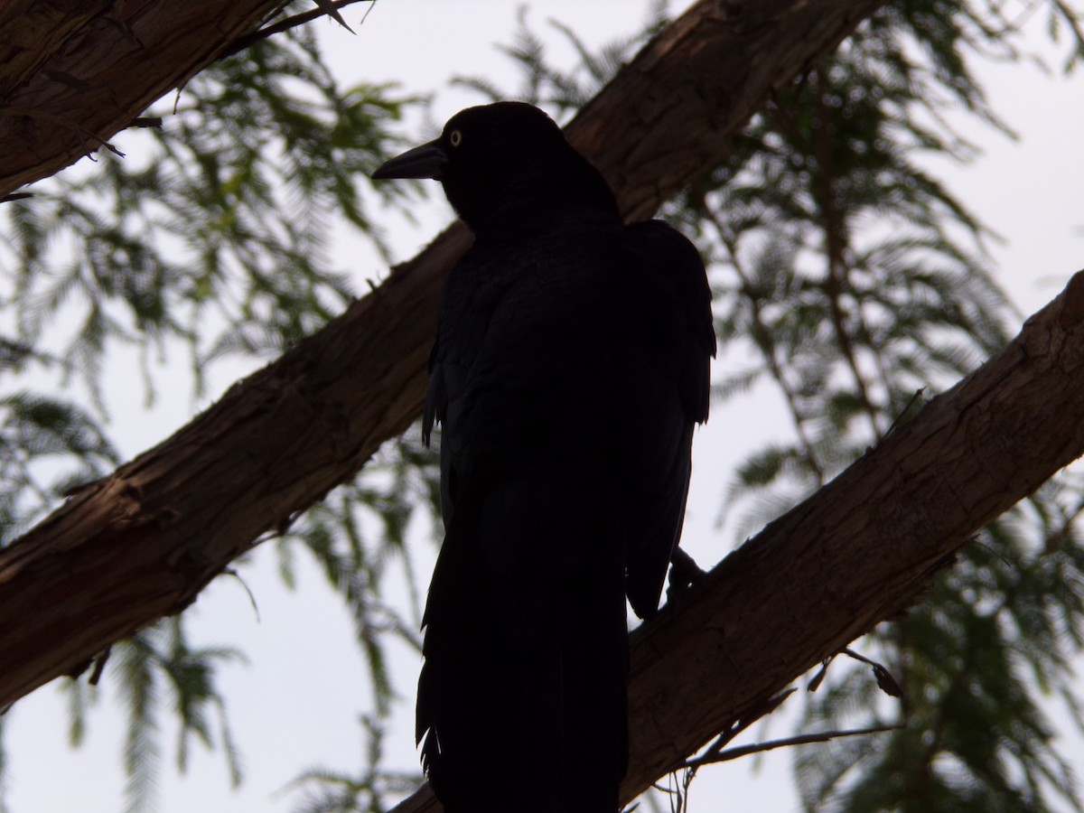 Great-tailed Grackle - ML619574176