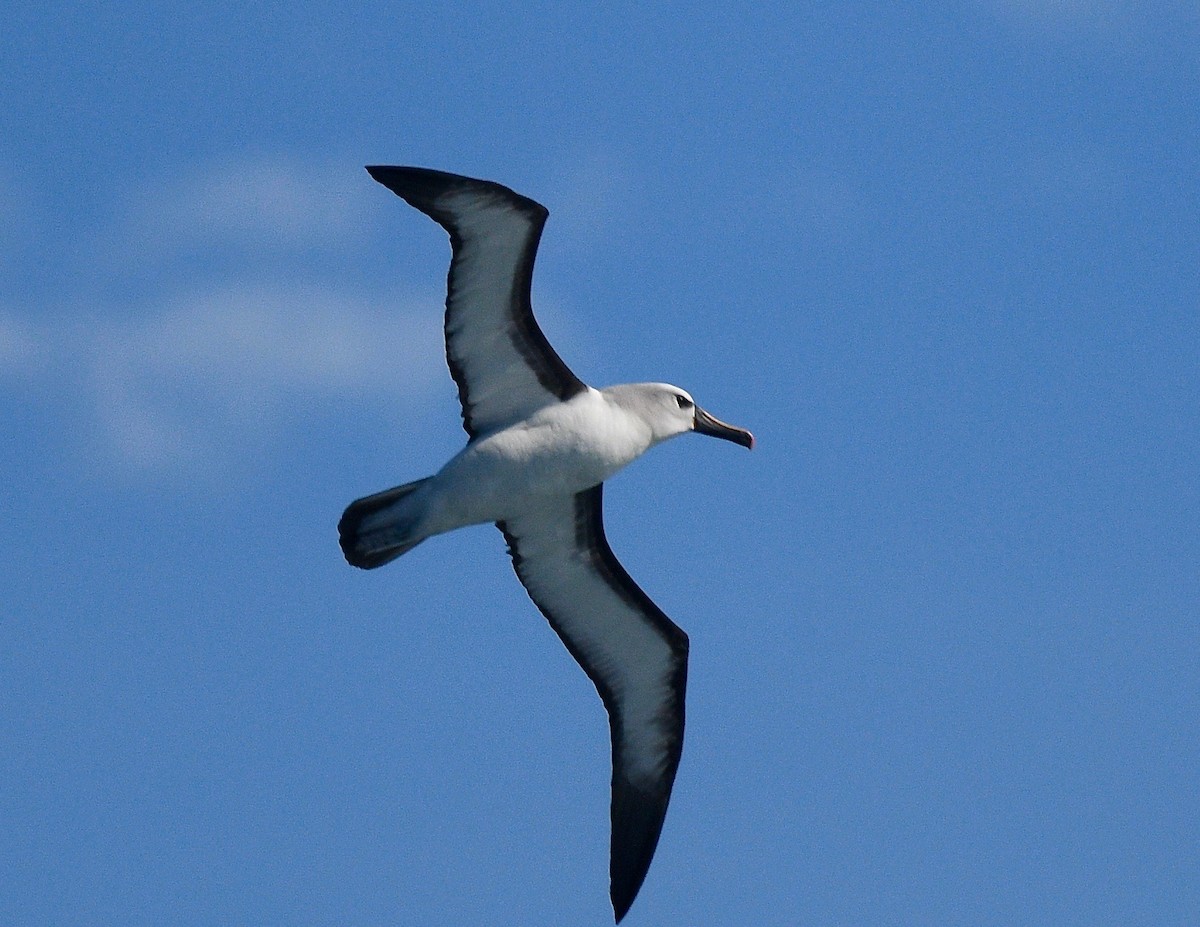 albatros pestrozobý - ML619574184