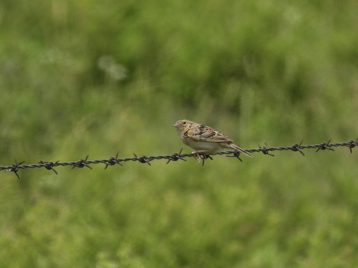 Grasshopper Sparrow - ML619574261