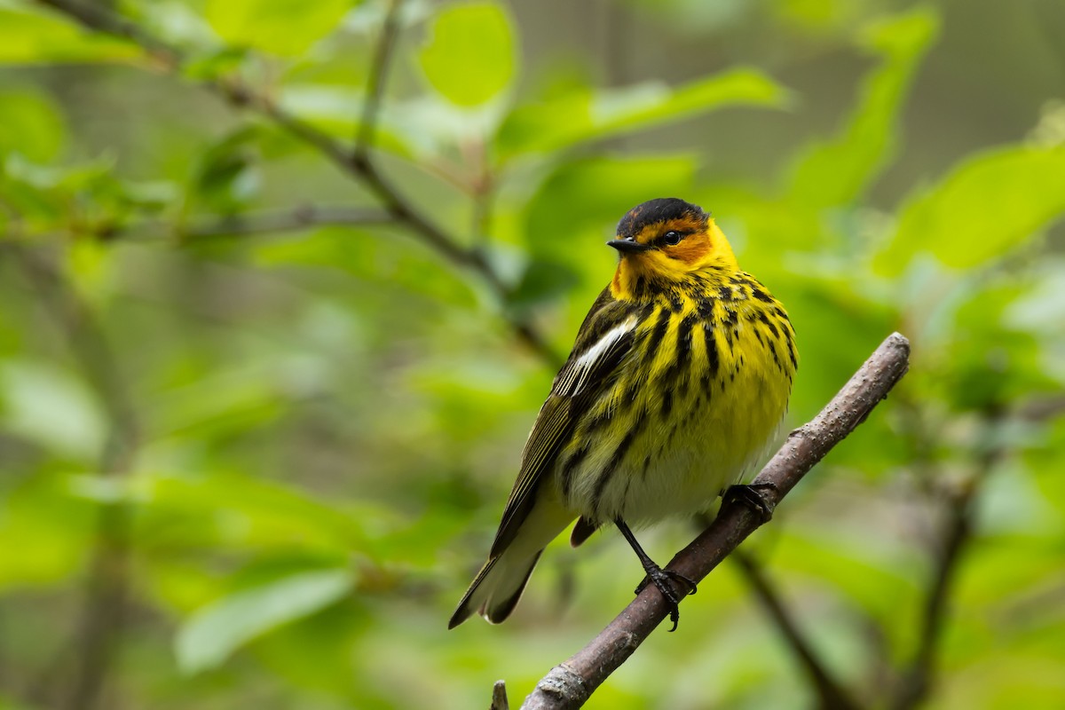 Cape May Warbler - ML619574283