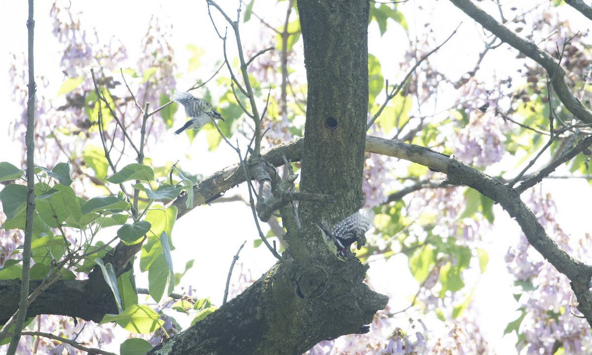 Downy Woodpecker (Eastern) - ML619574475