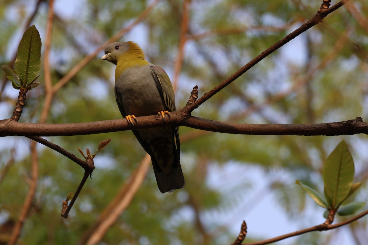 Yellow-footed Green-Pigeon - ML619574497
