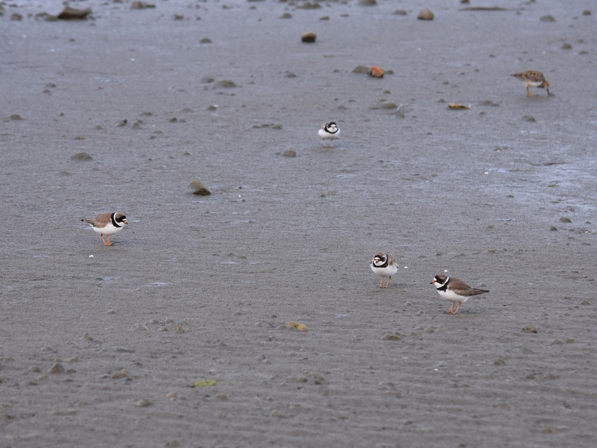 Semipalmated Plover - ML619574500