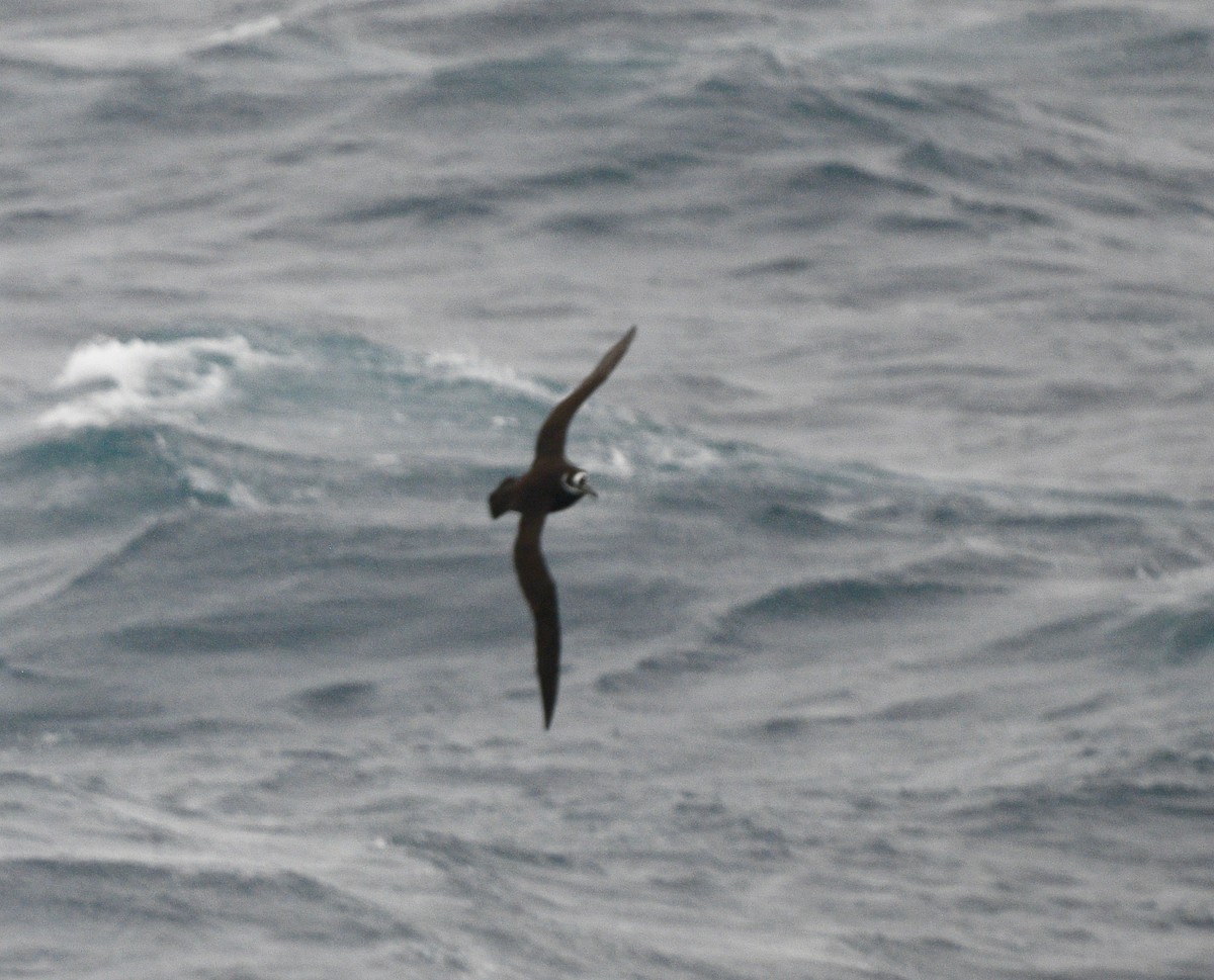 Spectacled Petrel - ML619574515