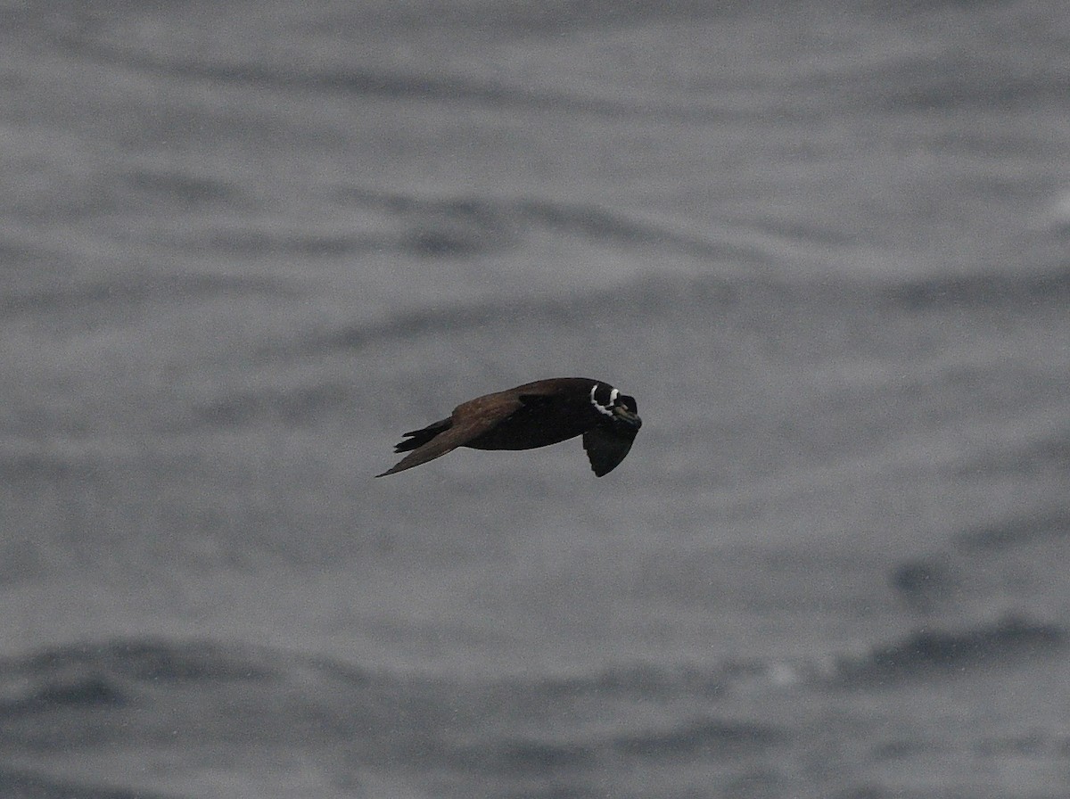 Spectacled Petrel - ML619574518