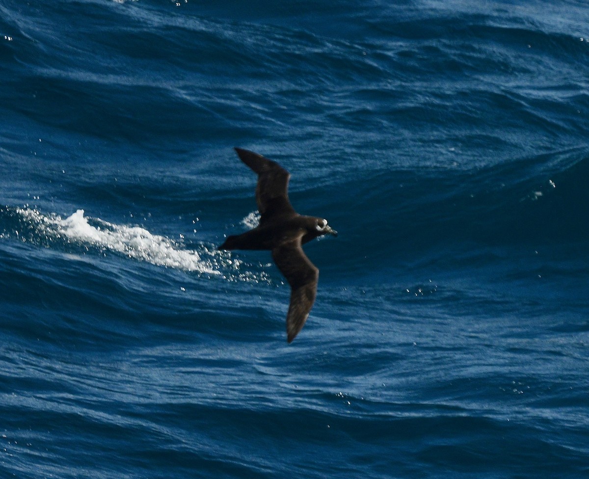 Spectacled Petrel - ML619574553