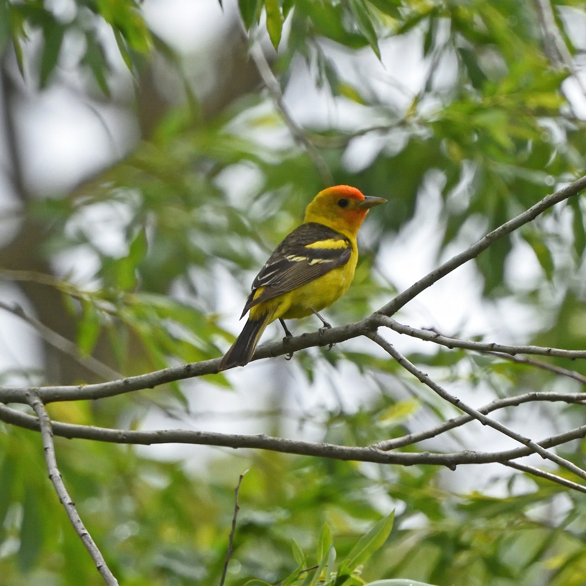 Western Tanager - ML619574605