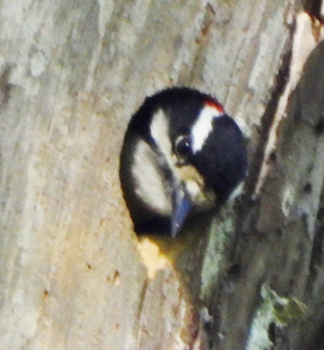 Downy Woodpecker - ML619574645