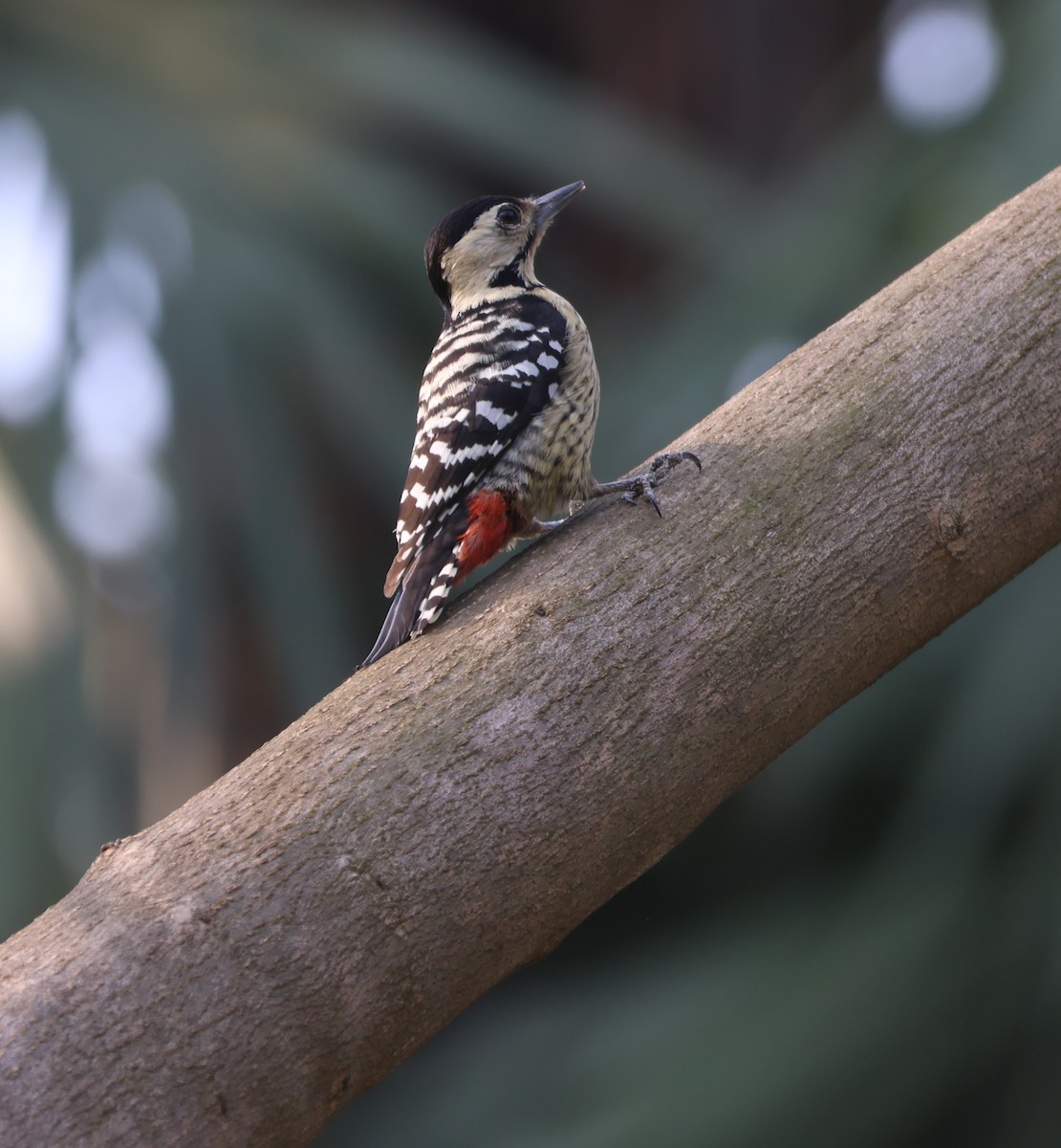 Fulvous-breasted Woodpecker - ML619574690