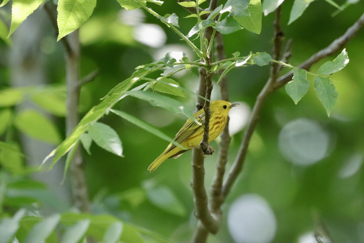 Yellow Warbler - ML619574712