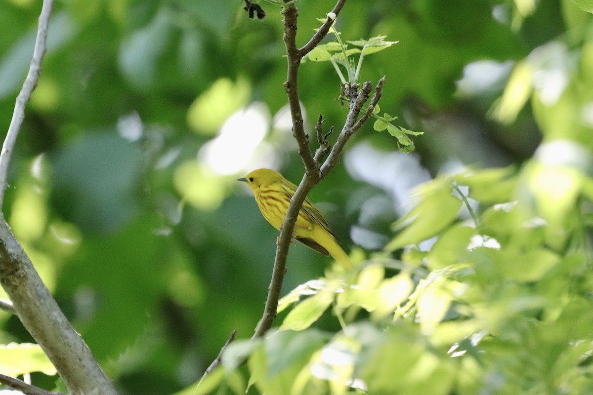 Yellow Warbler - ML619574713