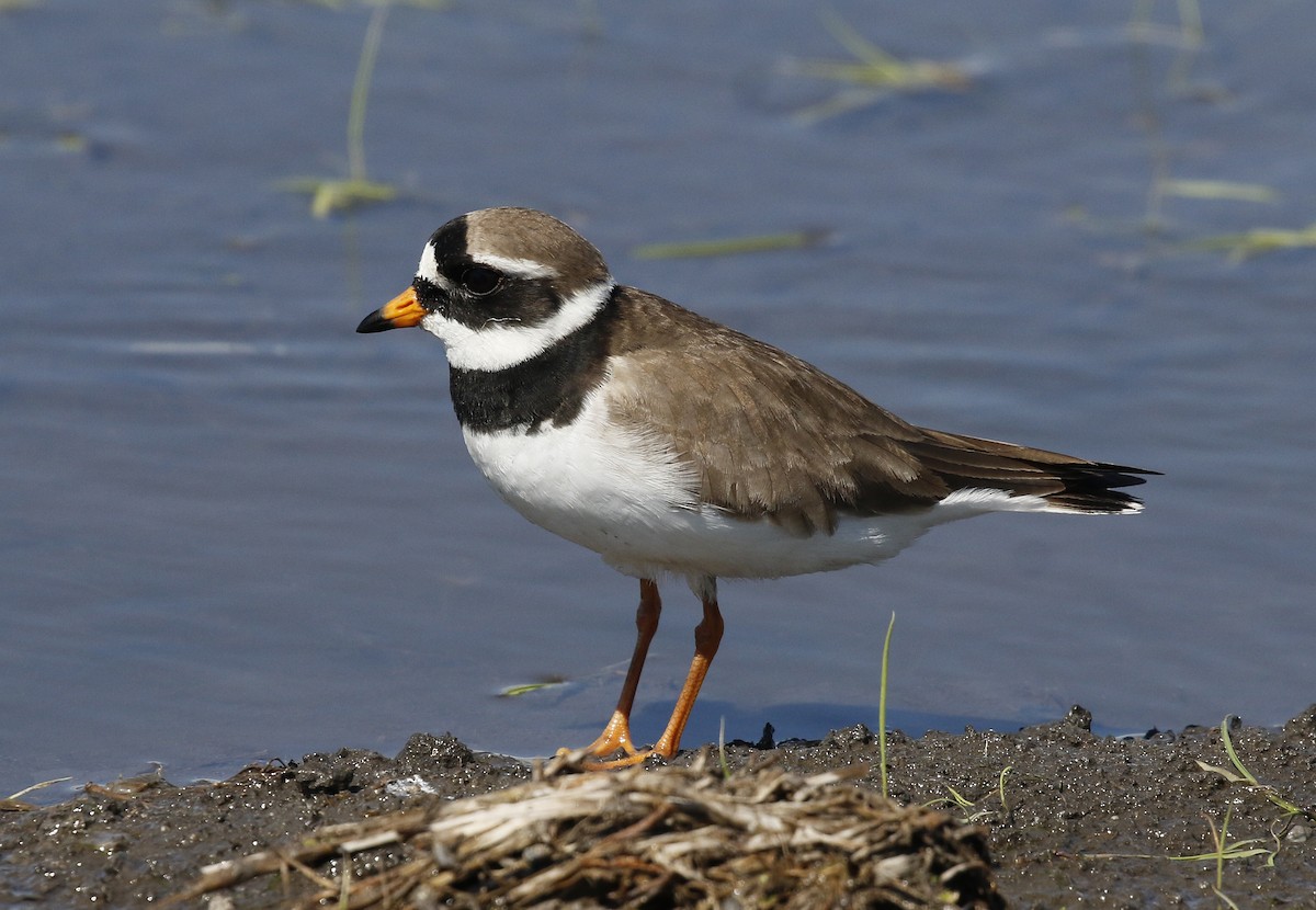 Common Ringed Plover - ML619574787