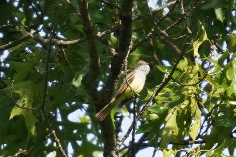 Great Crested Flycatcher - ML619574855