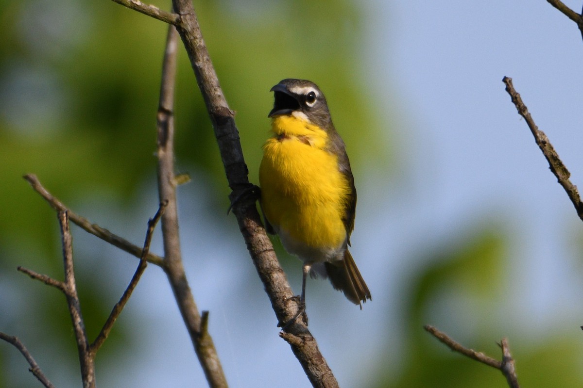 Yellow-breasted Chat - ML619574859