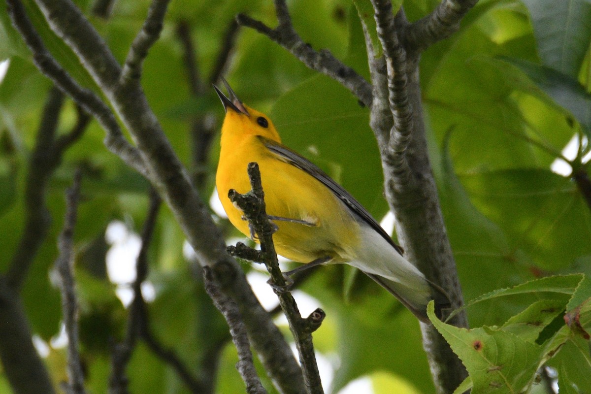 Prothonotary Warbler - ML619574878