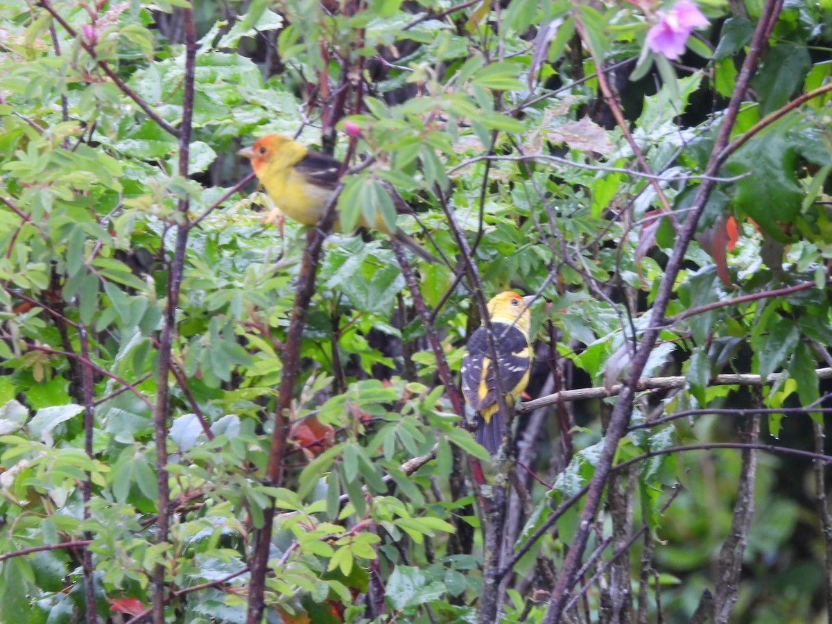 Western Tanager - ML619574881