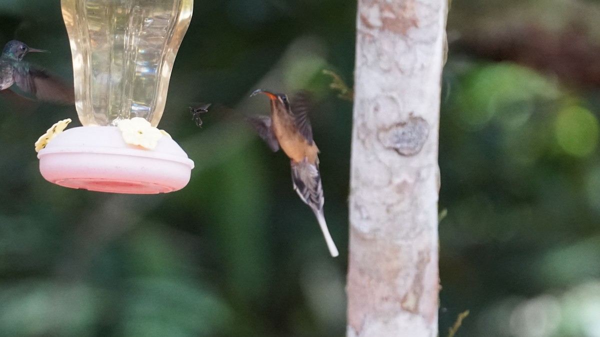 kolibřík dlouhozobý - ML619574910