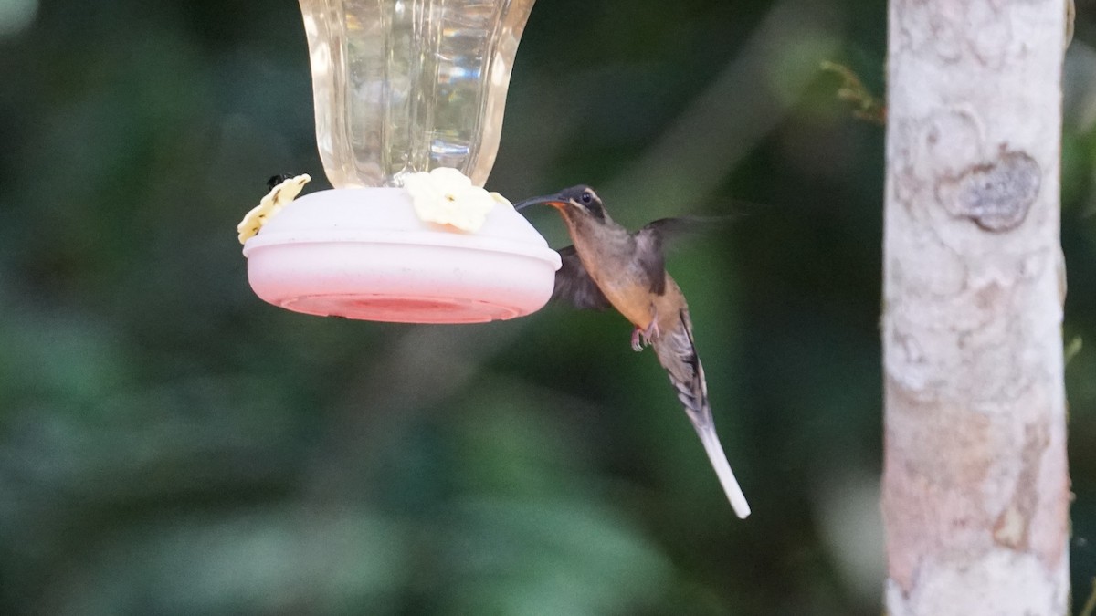 kolibřík dlouhozobý - ML619574911