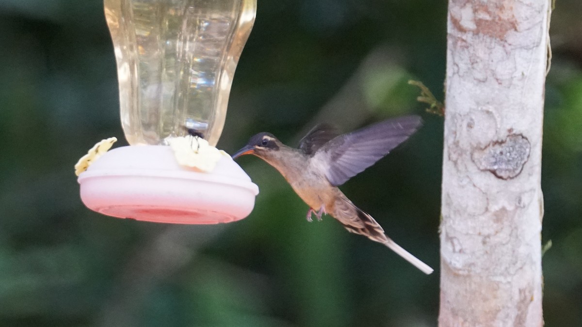 kolibřík dlouhozobý - ML619574912