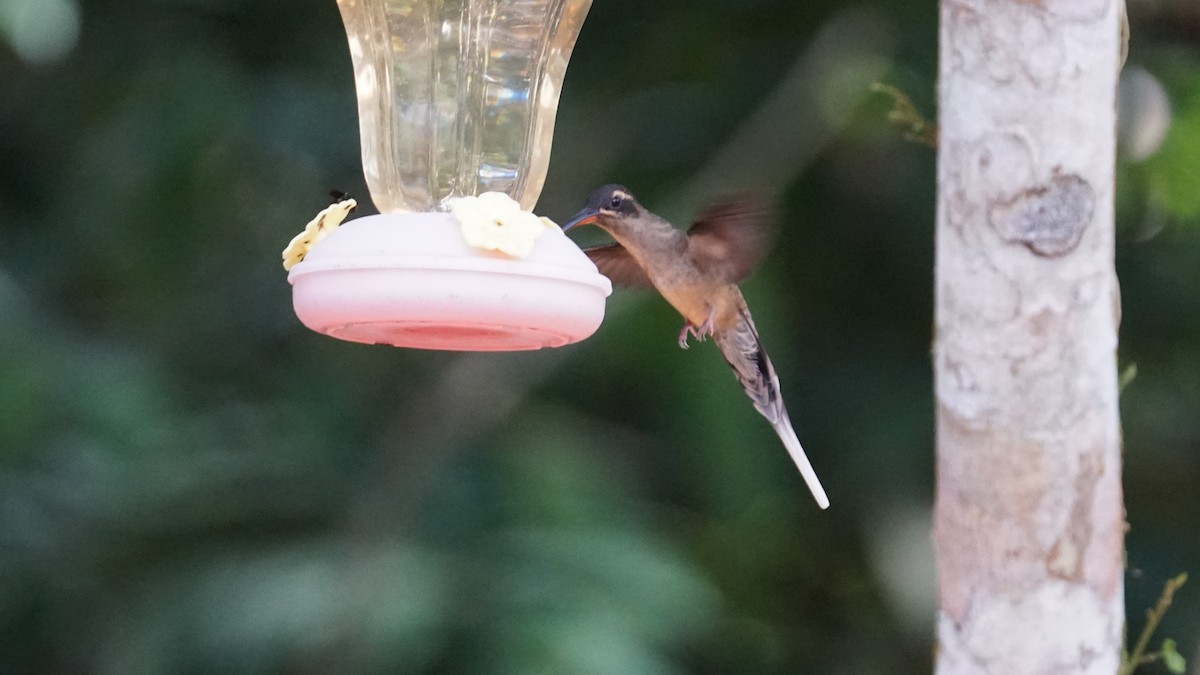 kolibřík dlouhozobý - ML619574913
