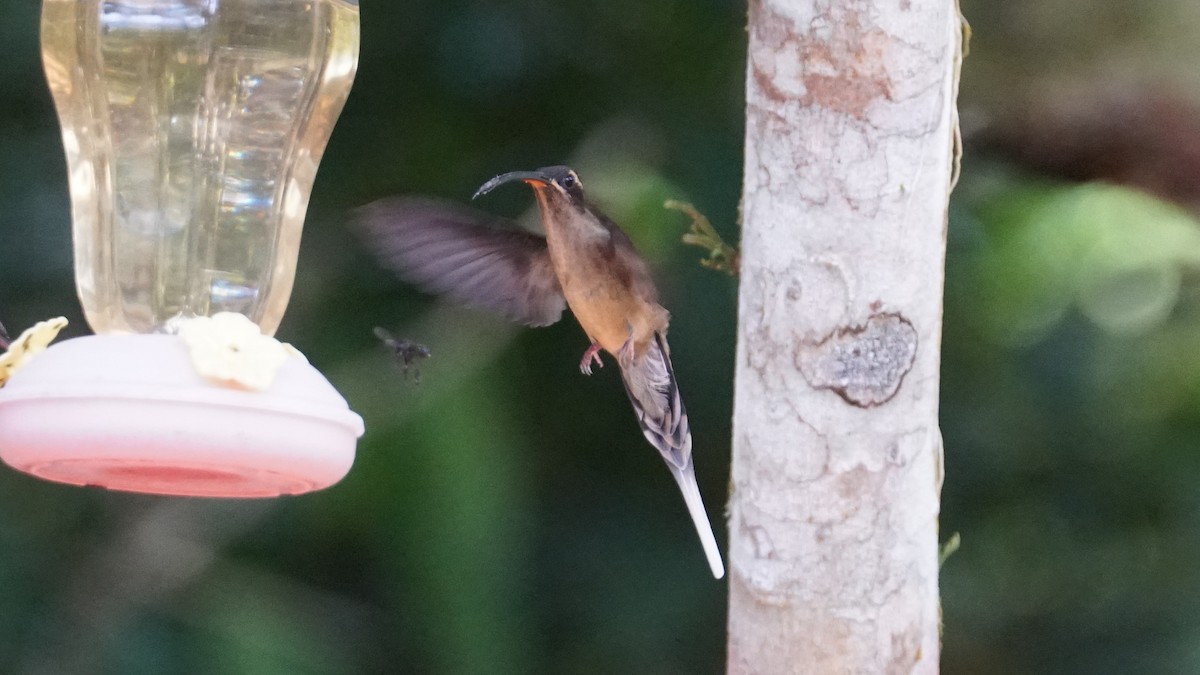 kolibřík dlouhozobý - ML619574914