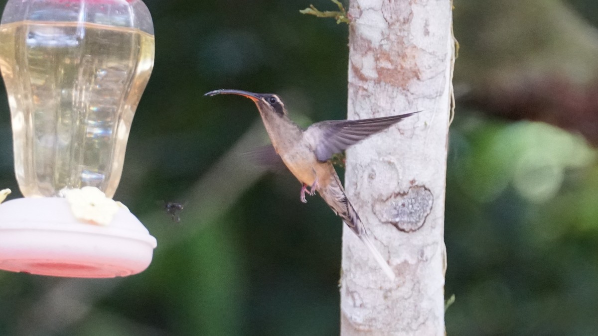 kolibřík dlouhozobý - ML619574916