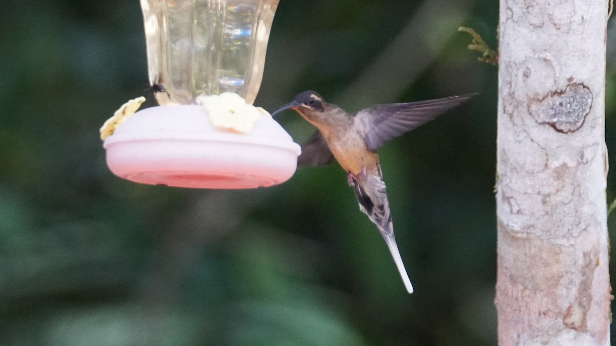 kolibřík dlouhozobý - ML619574925