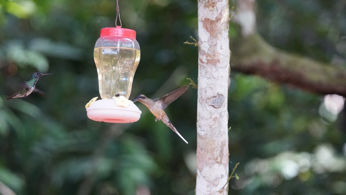 kolibřík dlouhozobý - ML619574928