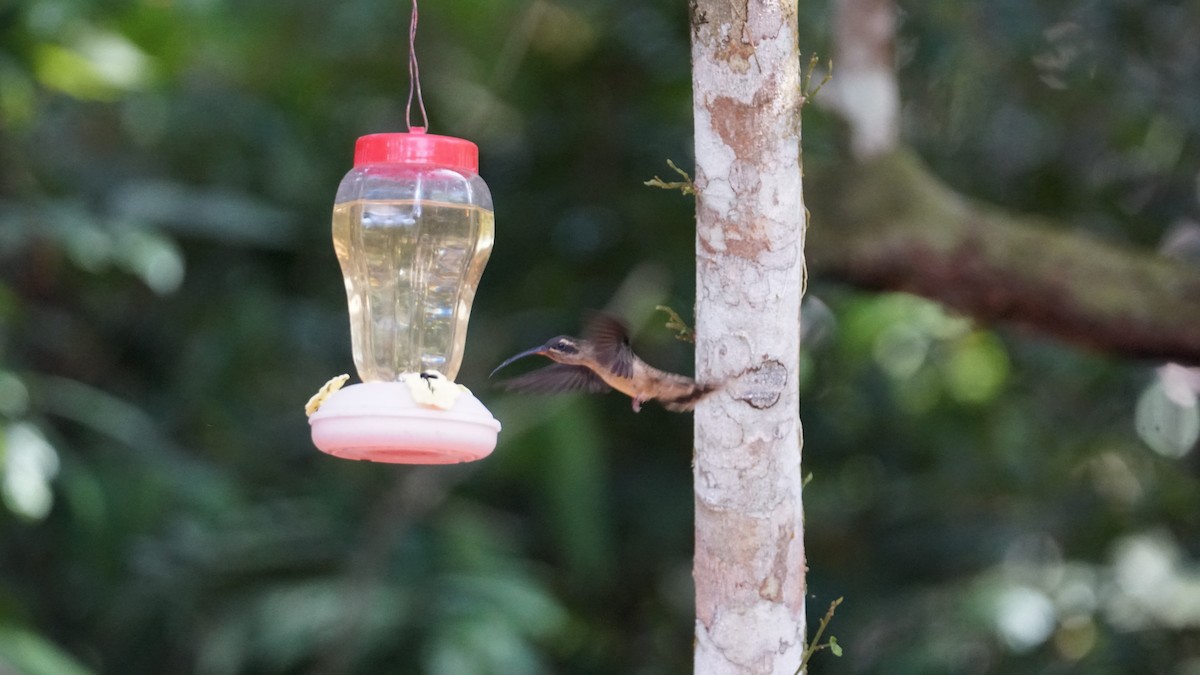 kolibřík dlouhozobý - ML619574930