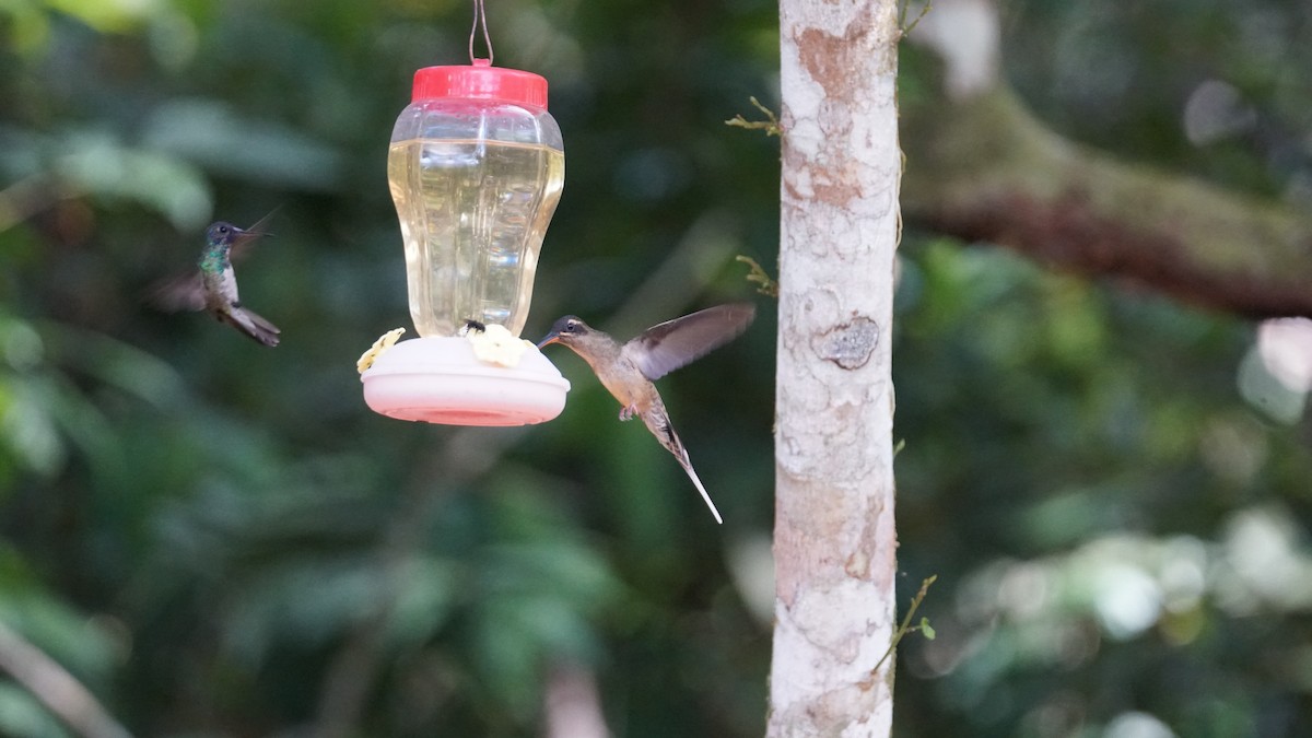 Большеклювый колибри-отшельник - ML619574935
