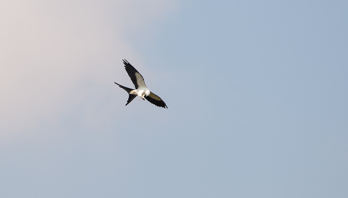 Swallow-tailed Kite - ML619574940