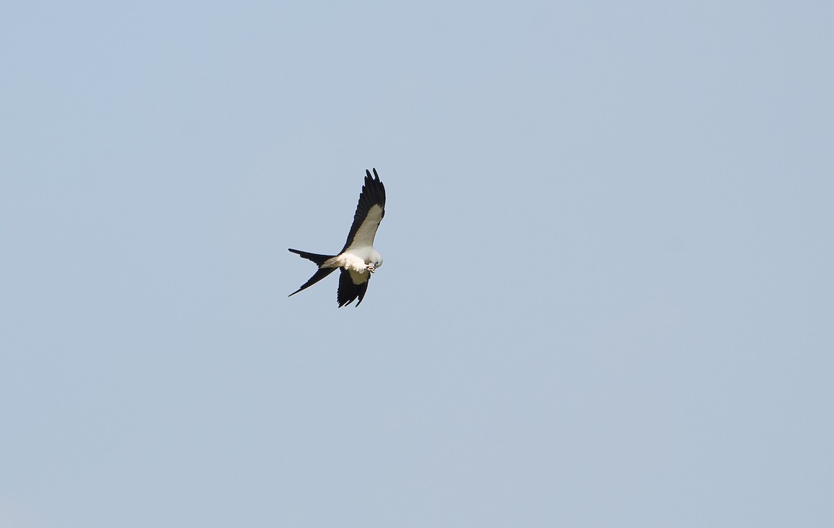 Swallow-tailed Kite - ML619574941