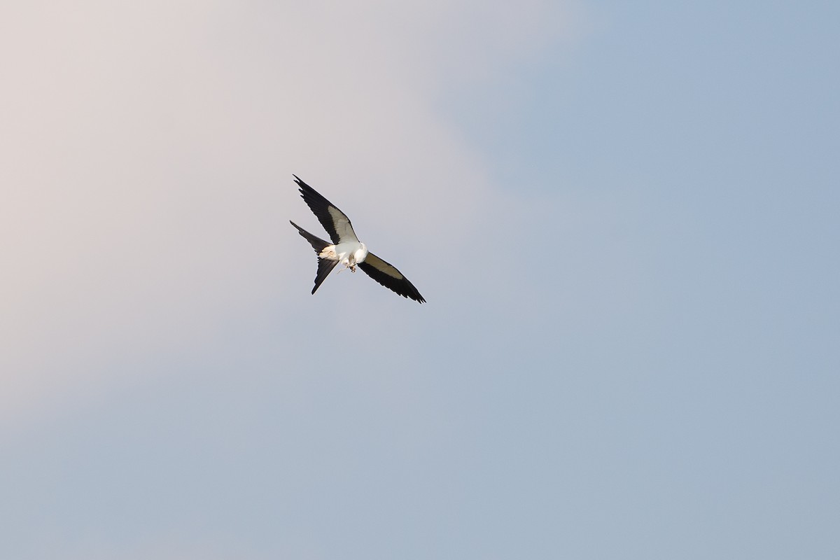 Swallow-tailed Kite - ML619574942