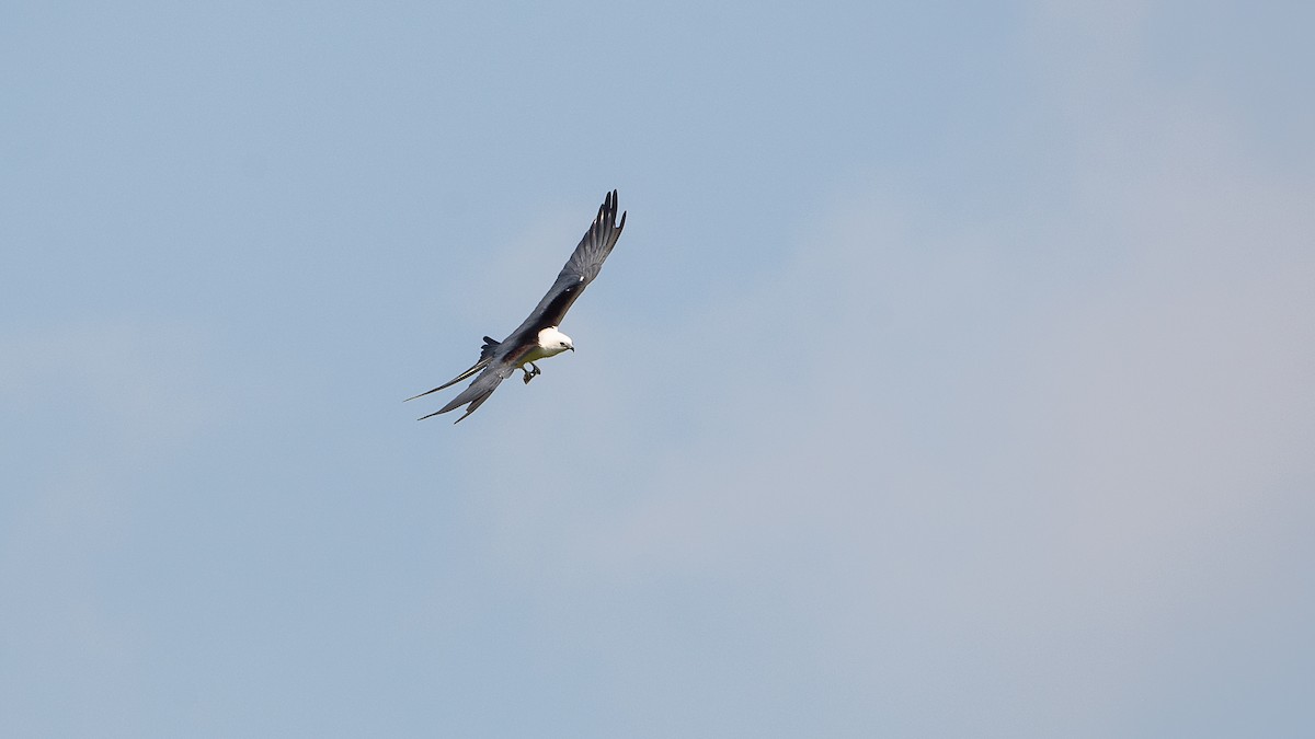 Swallow-tailed Kite - ML619574943