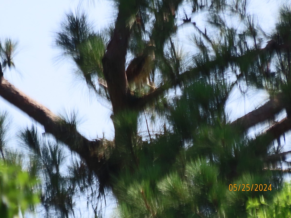Red-tailed Hawk - ML619574963