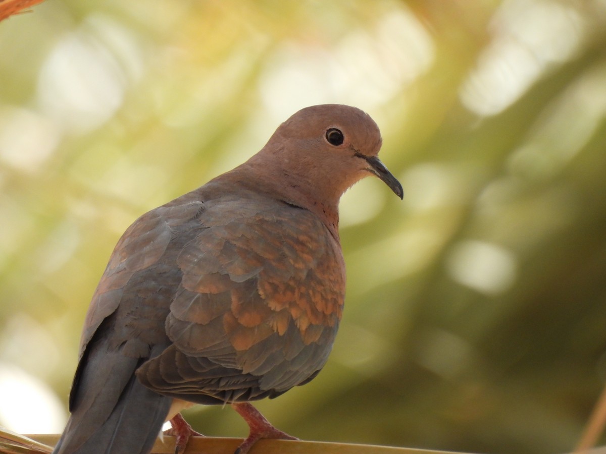 Laughing Dove - ML619575006
