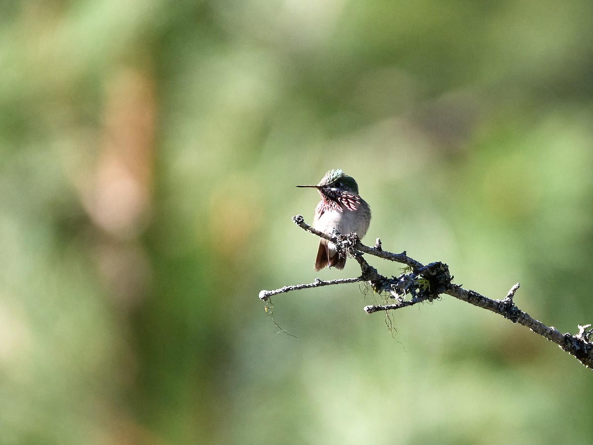 Calliope Hummingbird - ML619575043