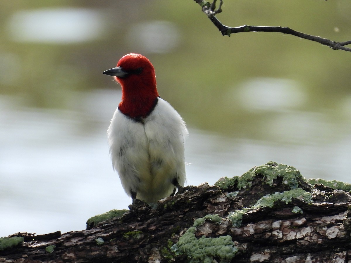 Red-headed Woodpecker - ML619575059