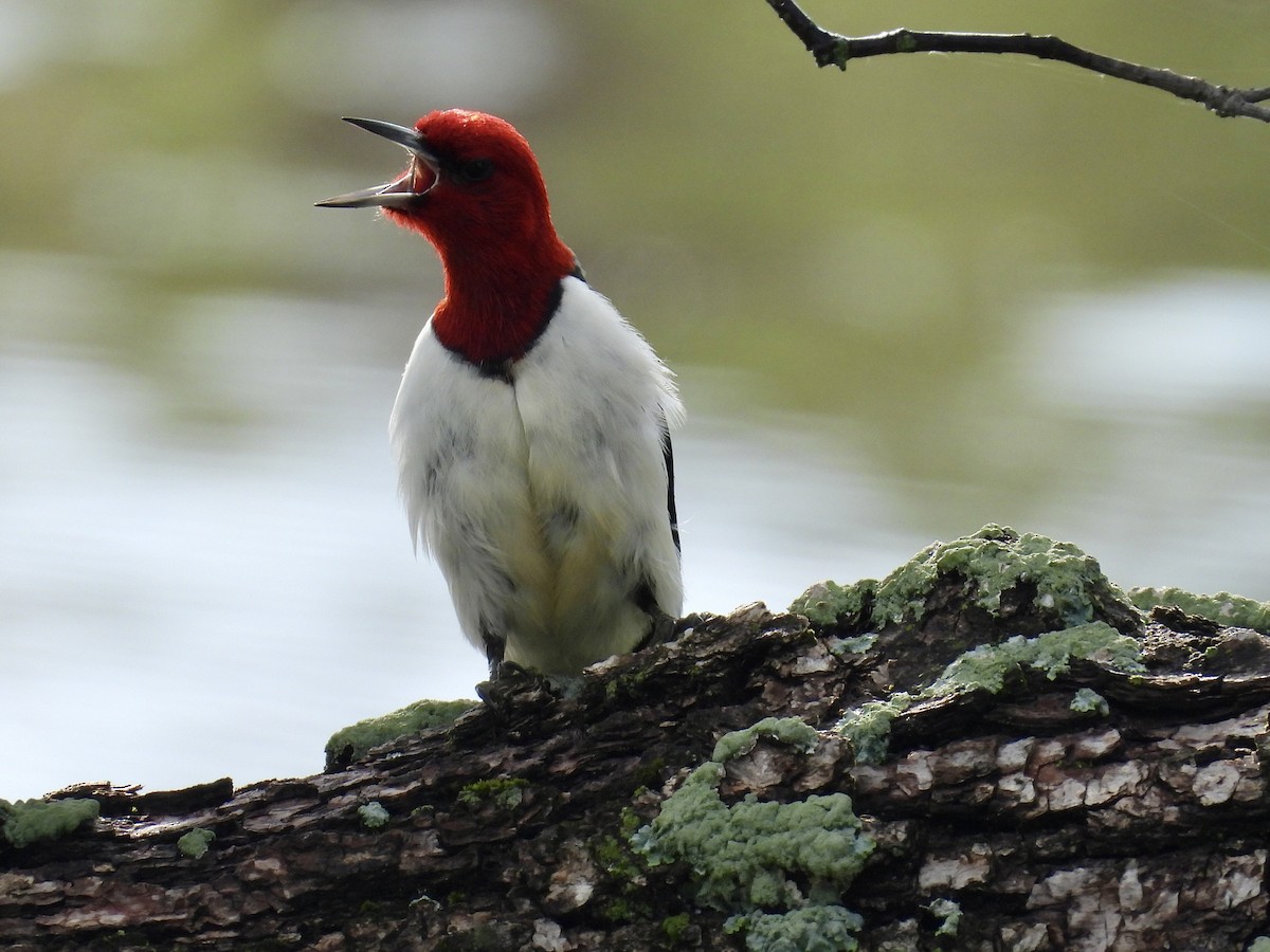 Red-headed Woodpecker - ML619575060