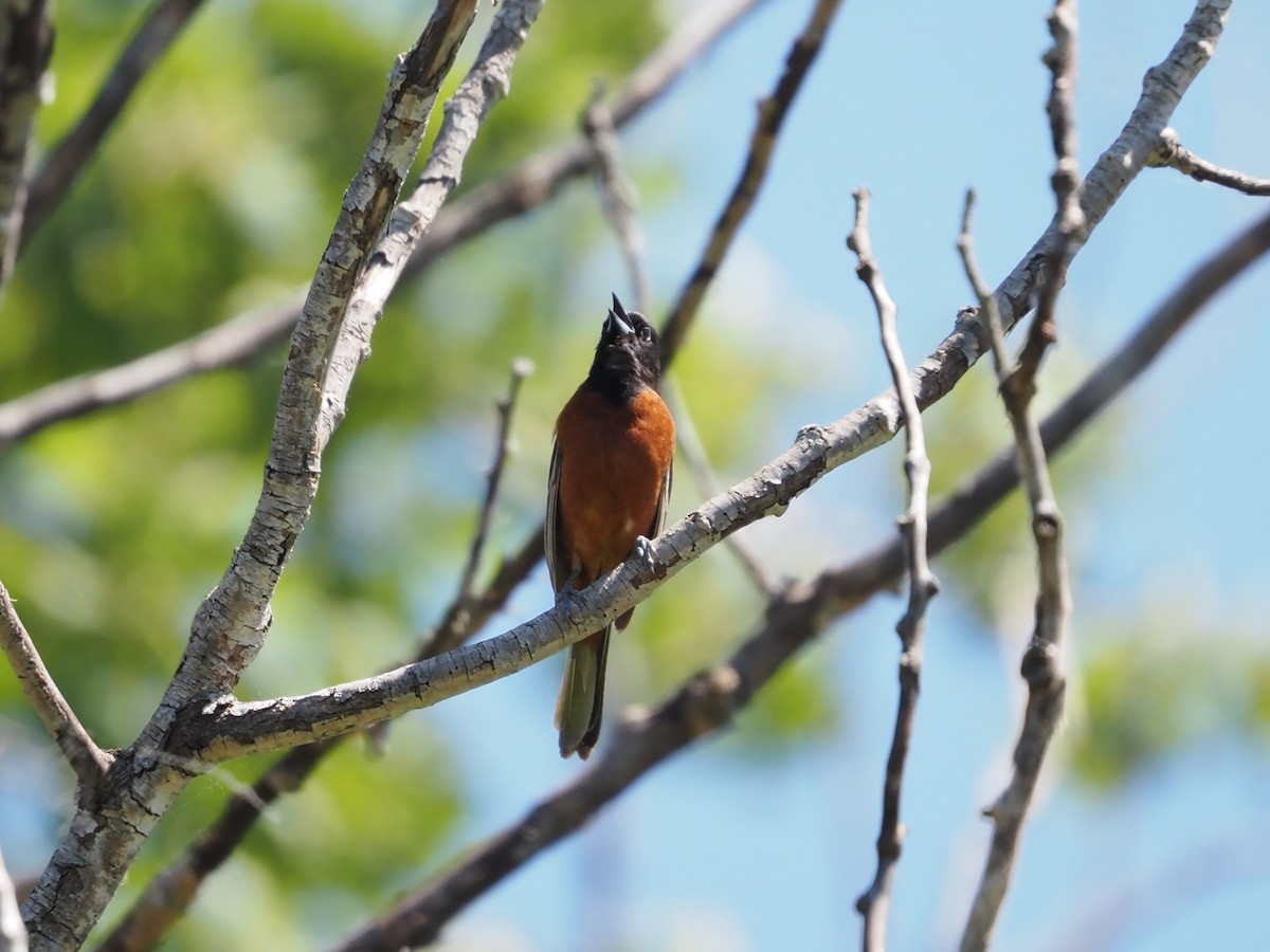 Orchard Oriole - ML619575096
