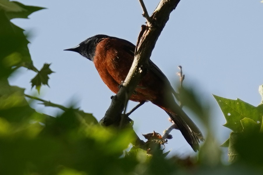 Orchard Oriole - ML619575129