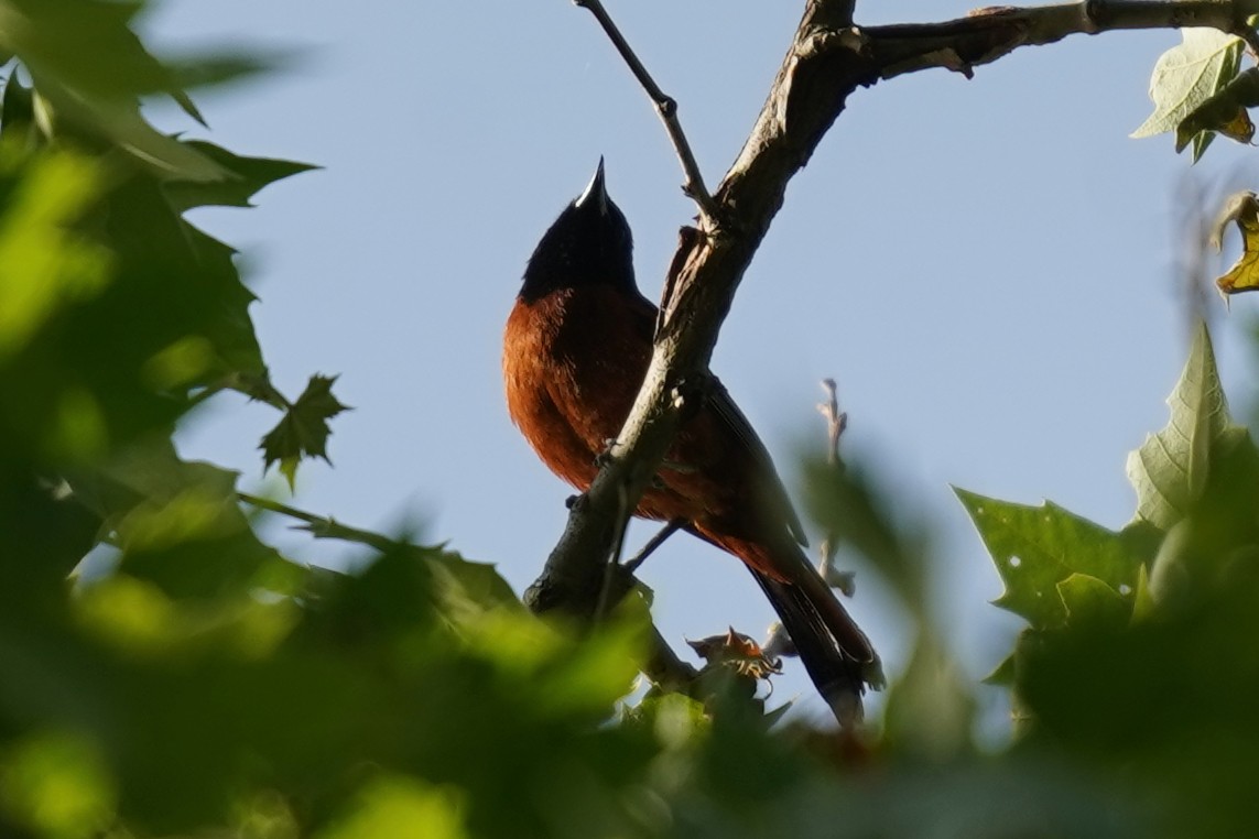 Orchard Oriole - ML619575130