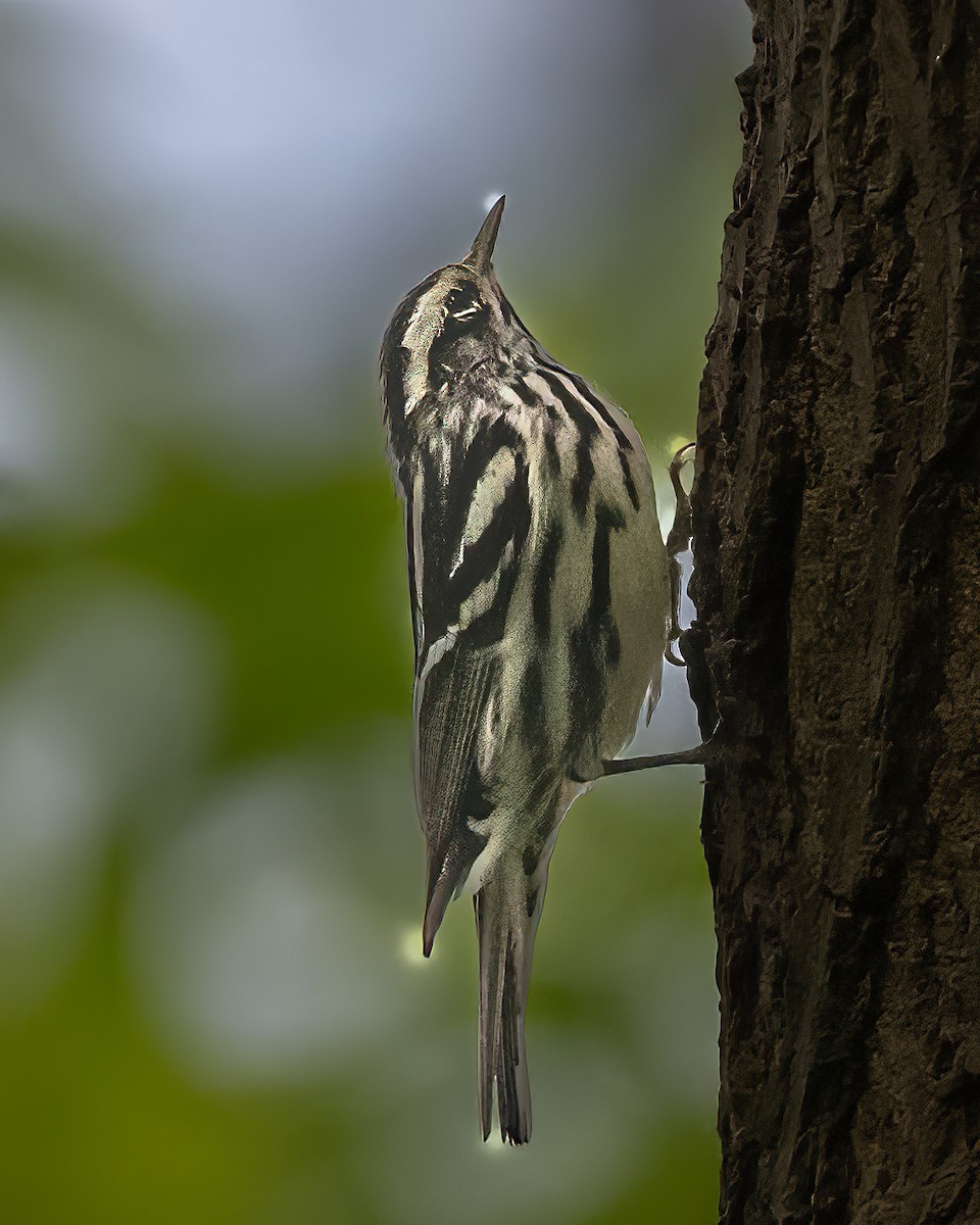 Black-and-white Warbler - ML619575145