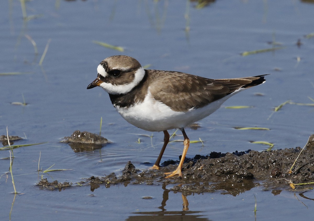 Common Ringed Plover - ML619575155