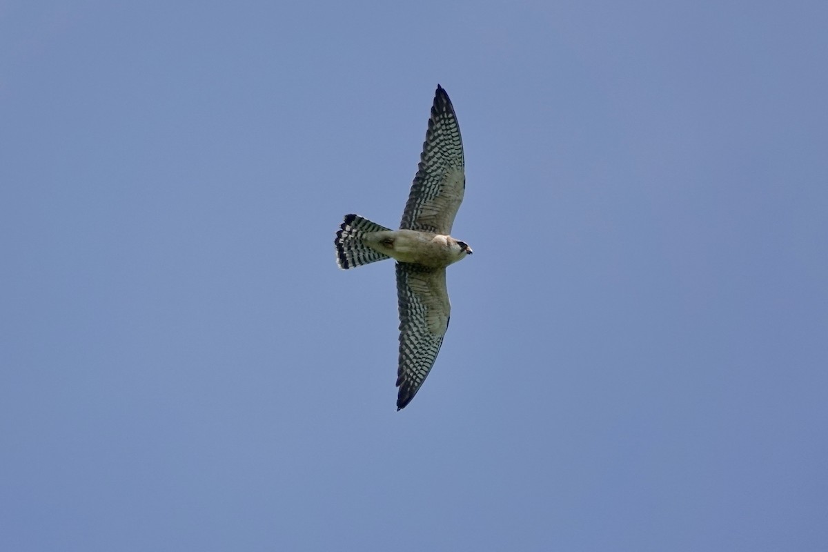 Red-footed Falcon - ML619575164