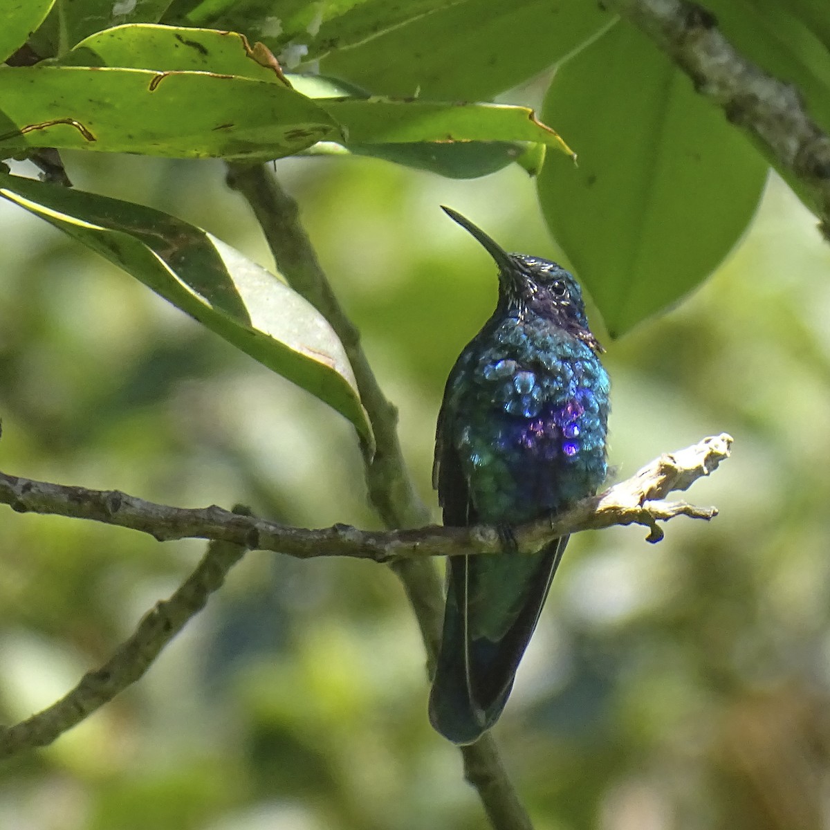 kolibřík modrolící - ML619575168